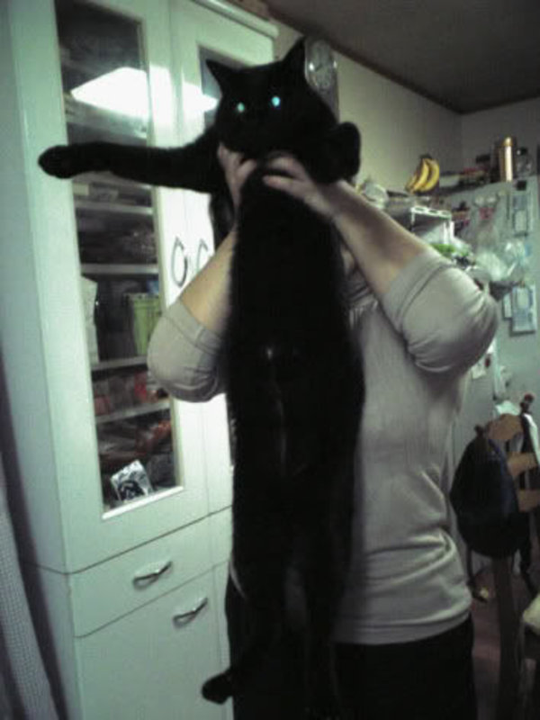 The original photograph of a very long black cat being held up in a kitchen